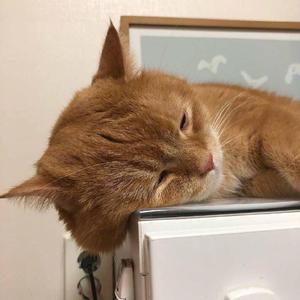 巨大爆乳特乳大乳
